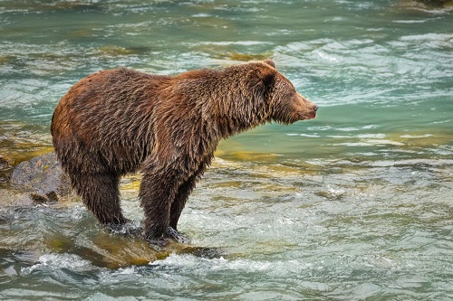 Vissende bruine beer Alaska