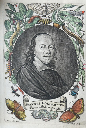 Goedaert