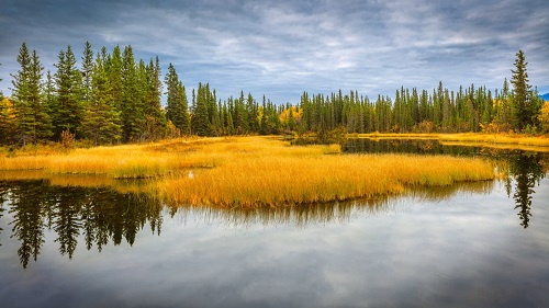 Taiga Landschap Alaska